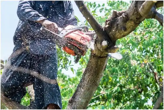 tree services Hillsville